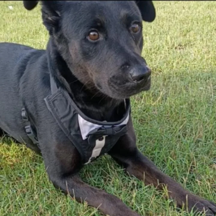 An adult medium-sized female Black Labrador Retriever dog named Mavis for adoption in Houston, TX