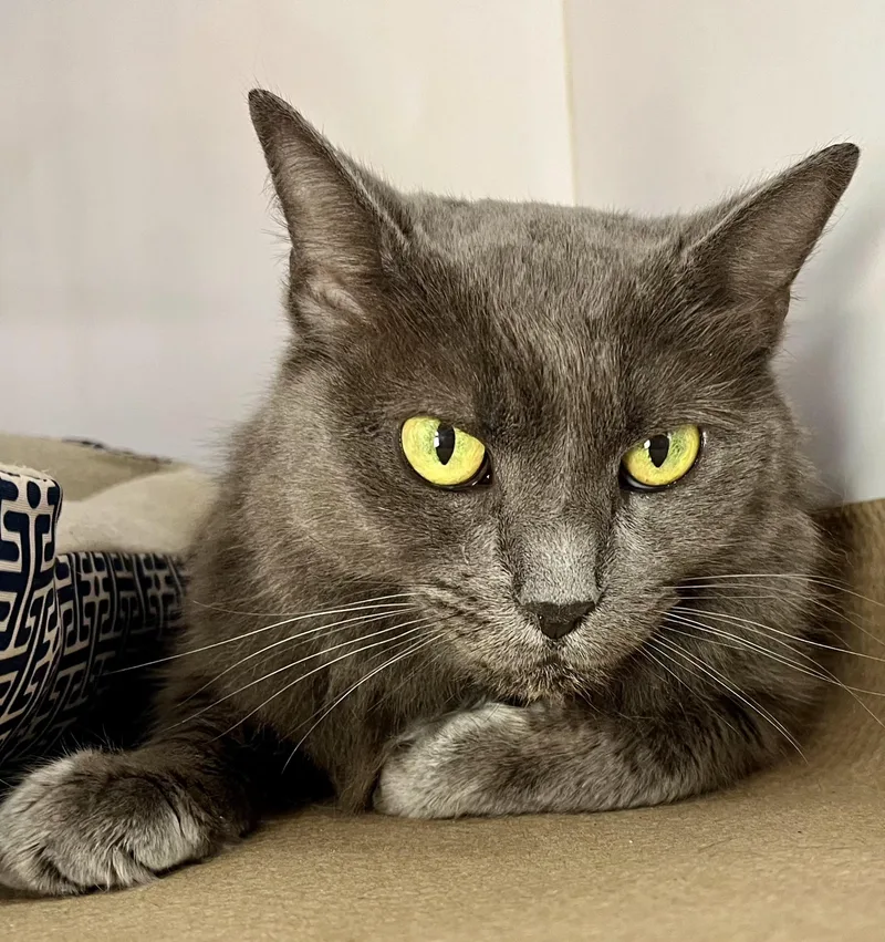 A young medium-sized female Gray / Blue / Silver Russian Blue cat named Laylah for adoption in Berlin, CT