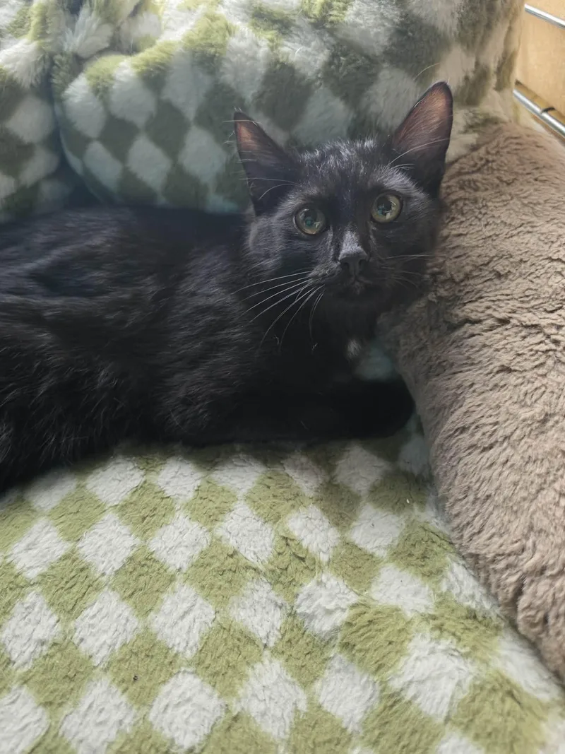 A baby medium-sized female Black Domestic Short Hair cat named Dakota for adoption in Overland Park, KS