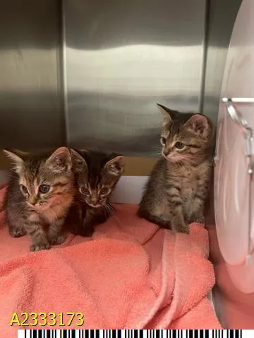 A baby small-sized female Domestic Short Hair cat named Abby for adoption in West Palm Beach, FL
