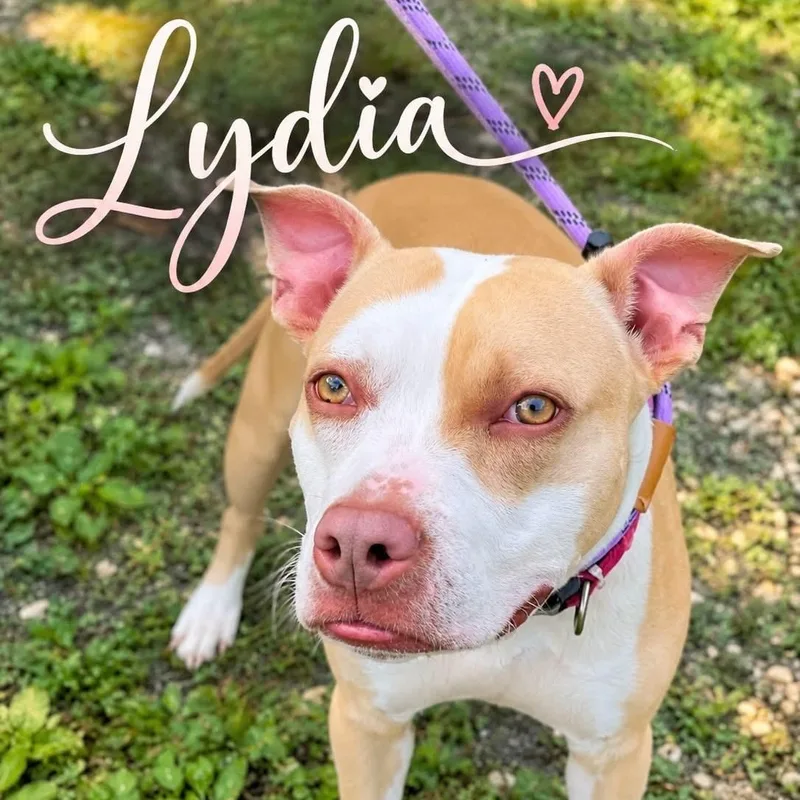An adult medium-sized female Yellow / Tan / Blond / Fawn Pit Bull Terrier dog named Lydia for adoption in Jackson, NJ