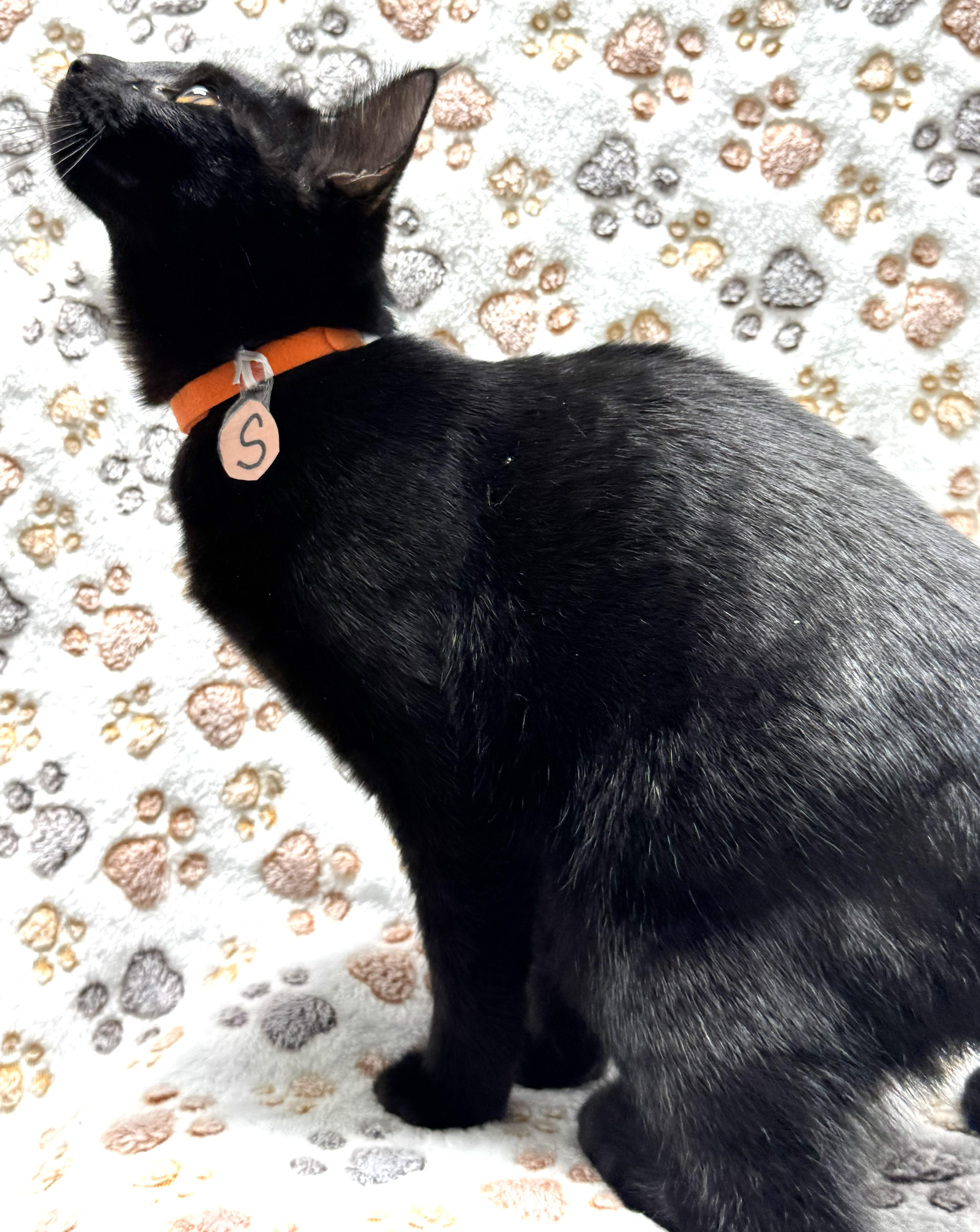 A baby medium-sized female Black Bombay cat named Poppy  smart  for adoption in Bonney Lake, WA