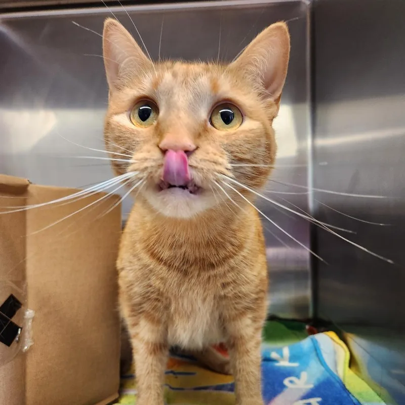 An adult large-sized female Orange / Red Domestic Short Hair cat named Arizona for adoption in Delaware, OH