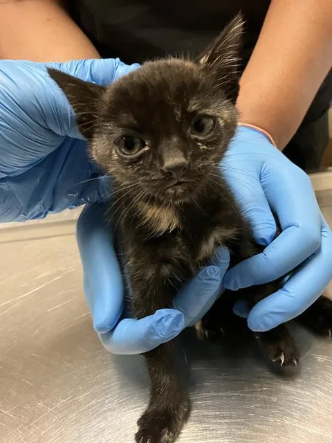 A baby small-sized female Domestic Short Hair cat named Sadie for adoption in Long Beach, CA