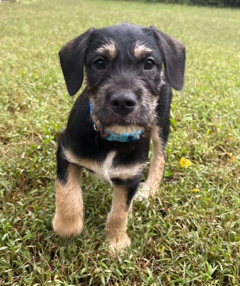 A baby medium-sized male Pit Bull Terrier dog named Java for adoption in Lisbon, IA