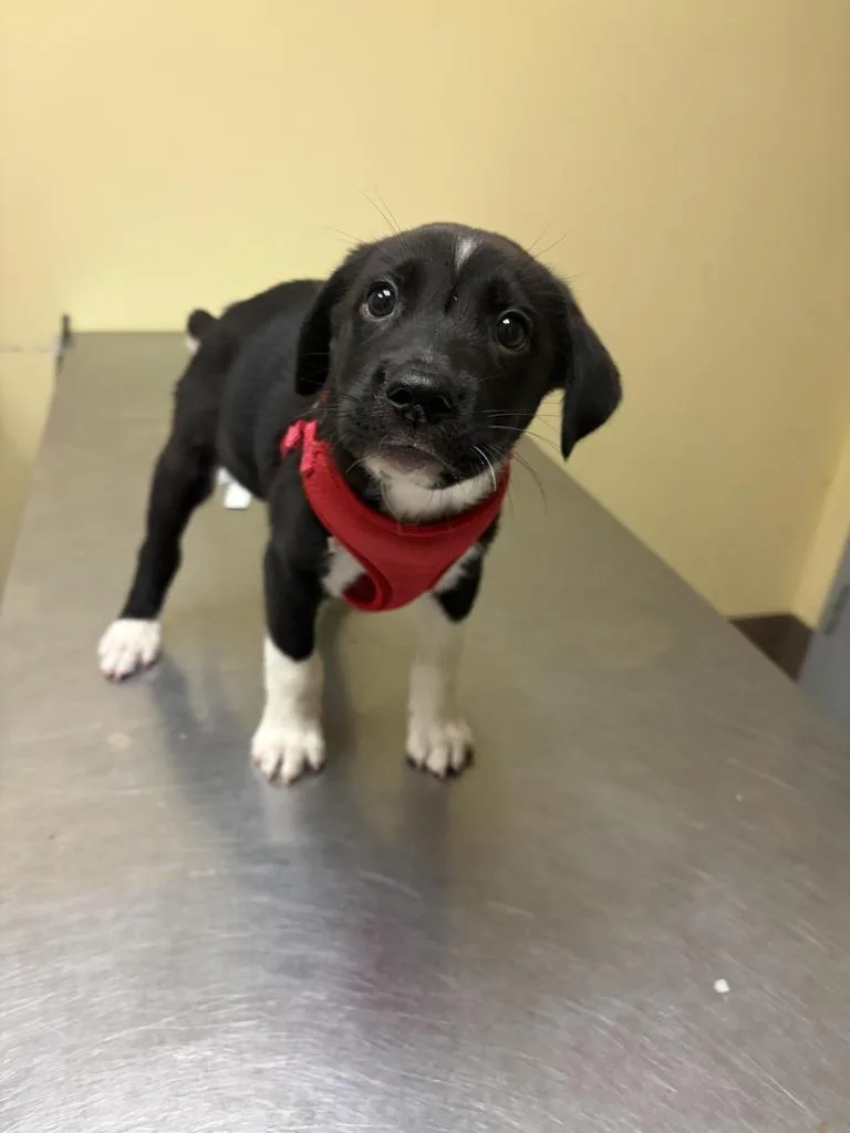 A baby medium-sized male Mixed Breed dog named Sneakers for adoption in Florence, SC