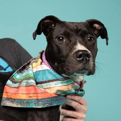 An adult medium-sized male Labrador Retriever dog named Tint for adoption in Atlanta, GA
