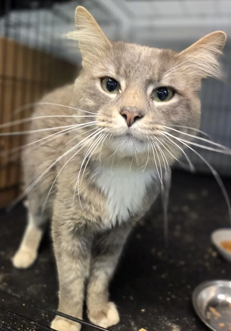 A young medium-sized male Gray & White Domestic Medium Hair cat named Tiktok for adoption in Mansfield Center, CT