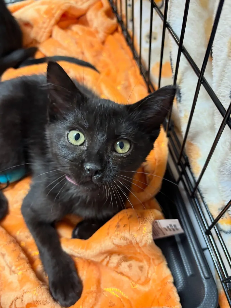 A baby medium-sized female Black Domestic Short Hair cat named Sarah Sanderson for adoption in Omaha, NE