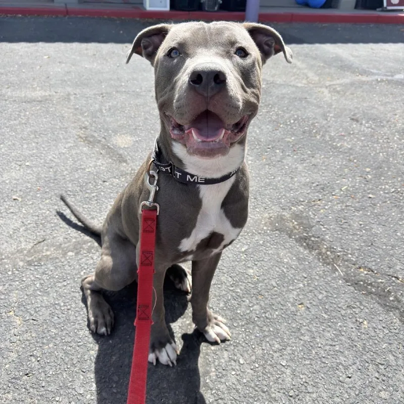 A young large-sized male Gray / Blue / Silver Pit Bull Terrier dog named Steel for adoption in Albuquerque, NM