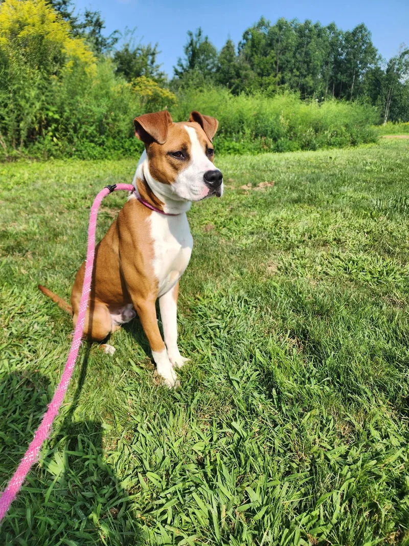 A young medium-sized male Pit Bull Terrier dog named Lance for adoption in Youngstown, OH