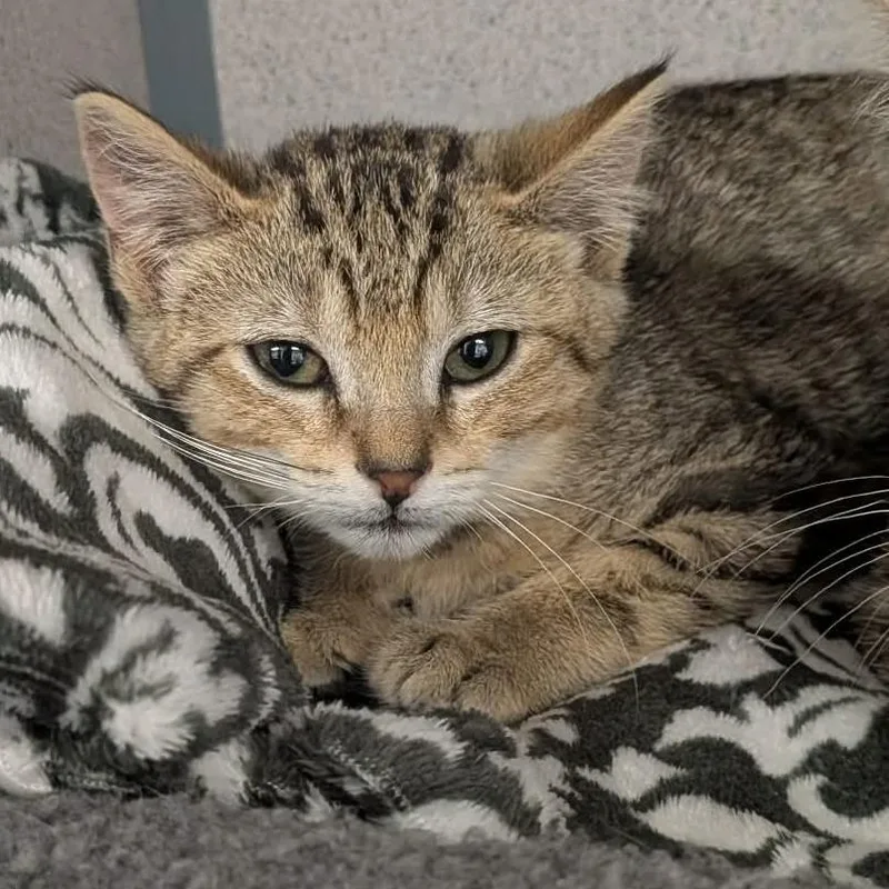 A baby small-sized female Brown / Chocolate Domestic Short Hair cat named Delores for adoption in Greenville, PA