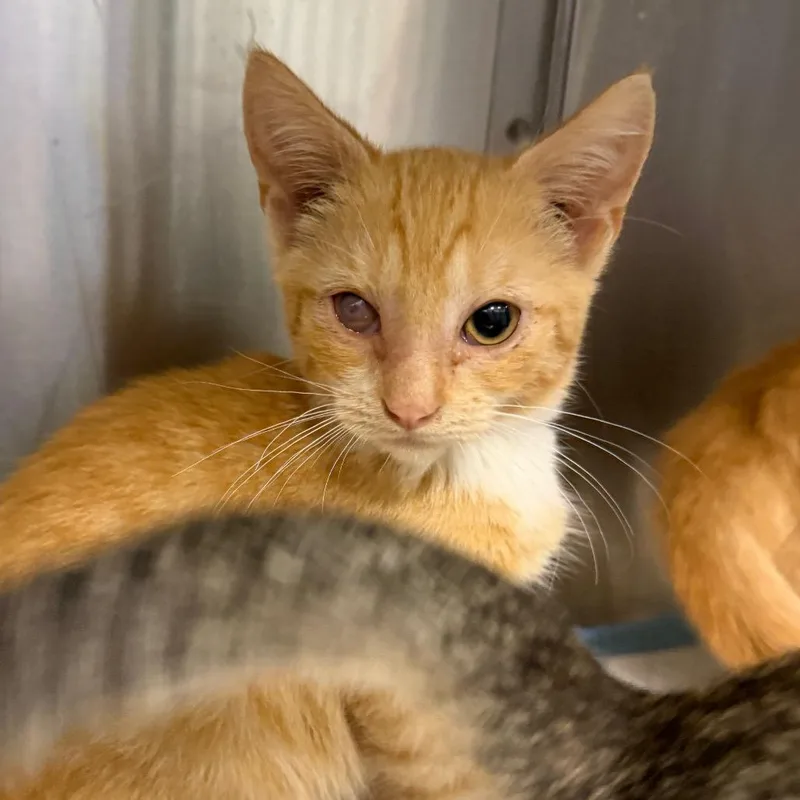 A baby small-sized male Orange / Red Domestic Short Hair cat named Robin for adoption in Greensboro, NC