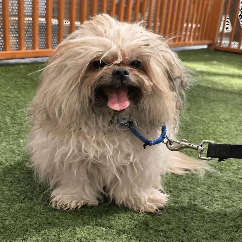 Pumba