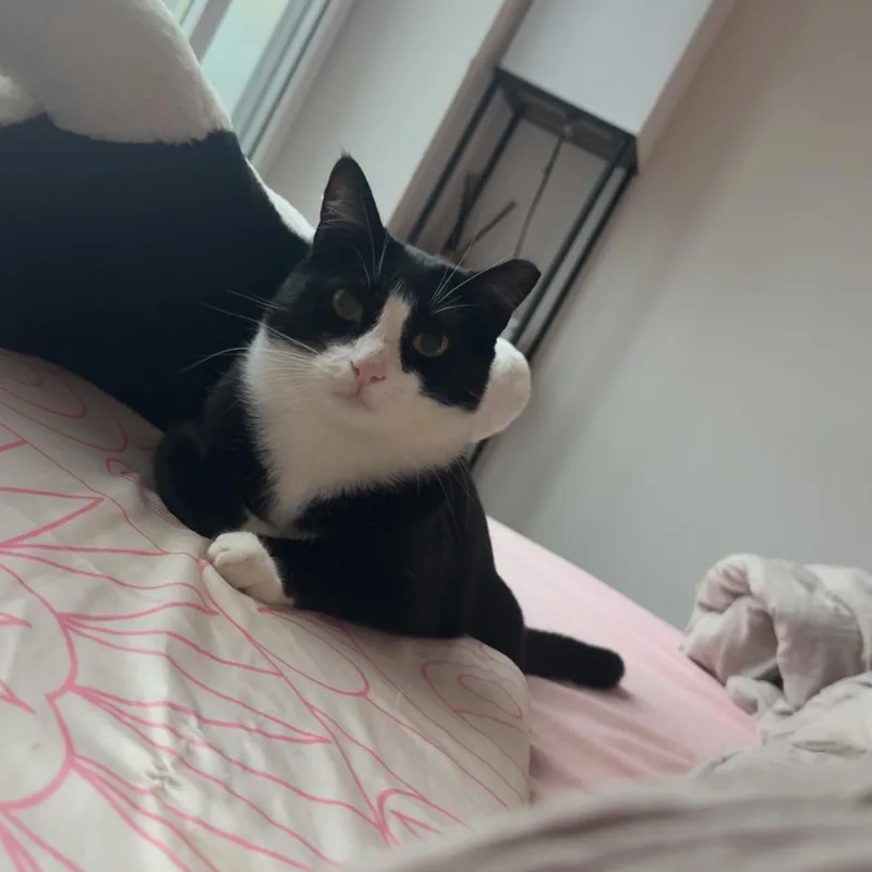 A young medium-sized female Black & White / Tuxedo Domestic Short Hair cat named Boudicca and Hera for adoption in San Jose, CA