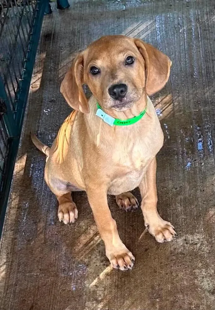 A baby small-sized female Dachshund dog named Cooper for adoption in Norfolk, MA