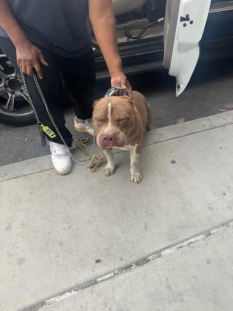 An adult large-sized male Pit Bull Terrier dog named Preston for adoption in Los Angeles, CA