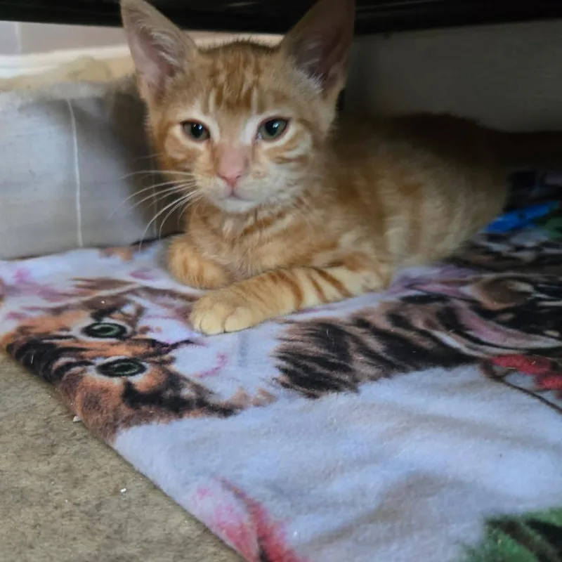 A baby small-sized male Orange / Red Domestic Short Hair cat named Goldfish for adoption in Salt Lake City, UT