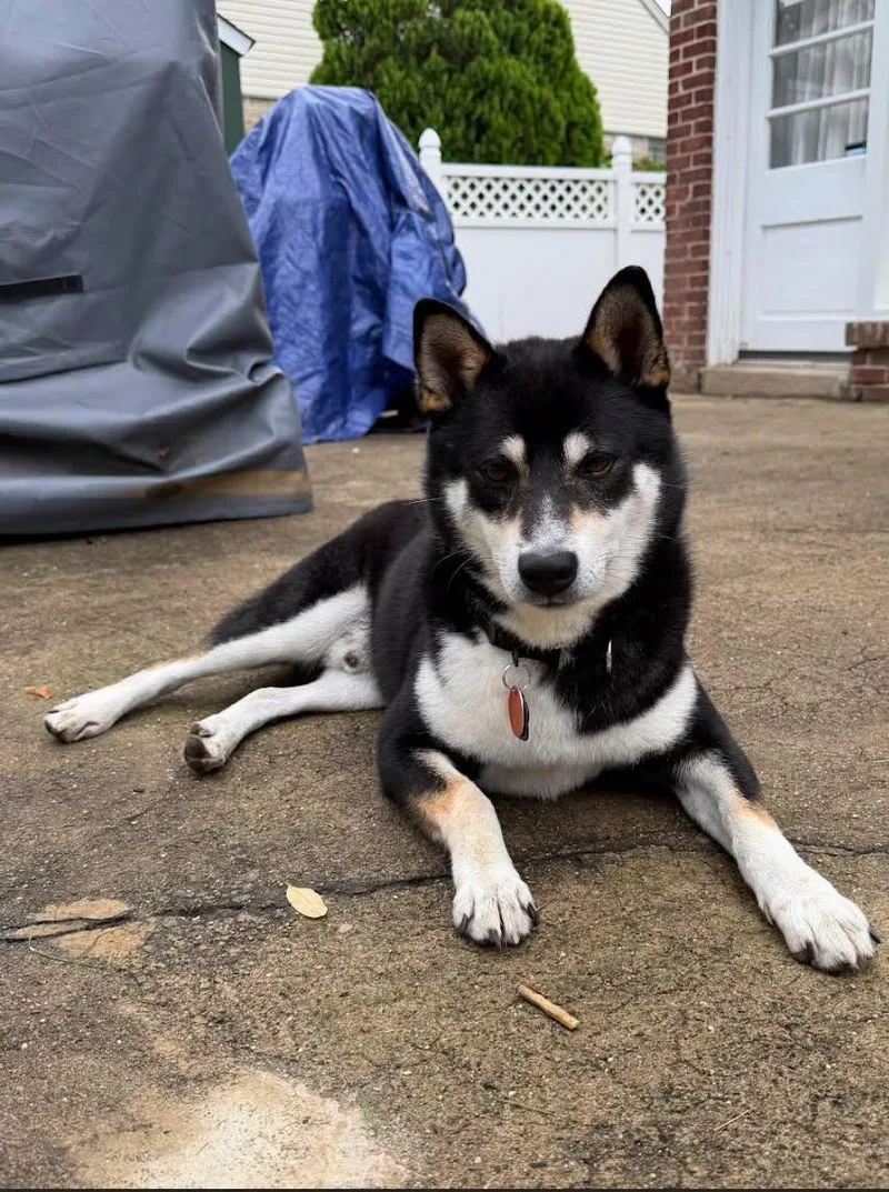 An adult medium-sized male Shiba Inu dog named Travis for adoption in Toms River, NJ