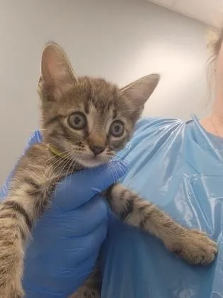A baby small-sized female Domestic Medium Hair cat named Star for adoption in Roseville, CA