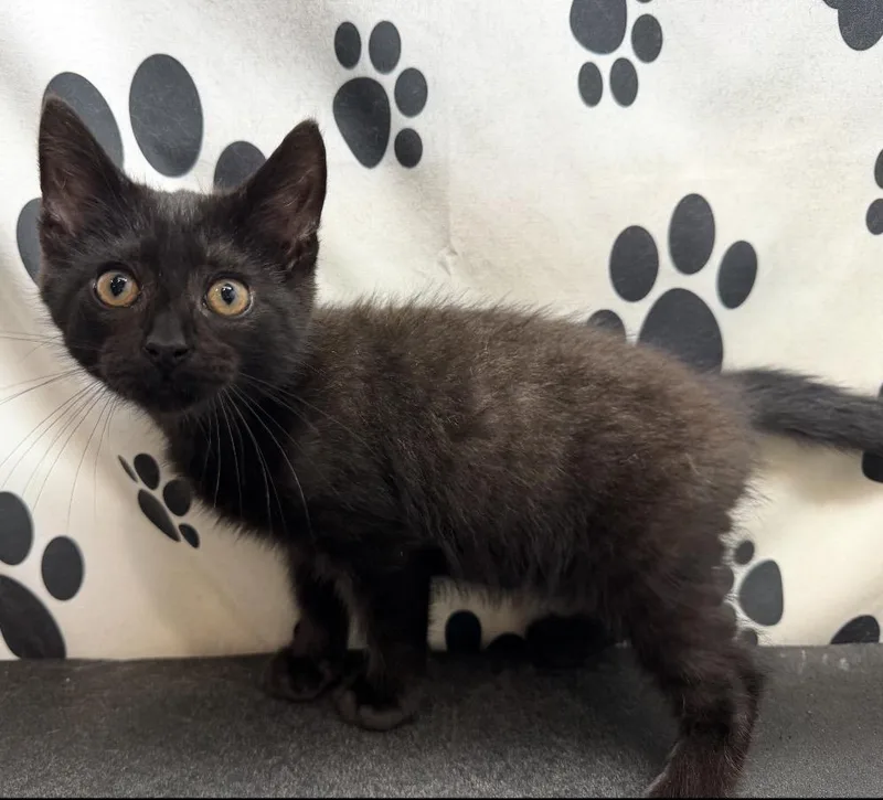 A baby small-sized male Black Domestic Short Hair cat named Felix for adoption in Maineville, OH