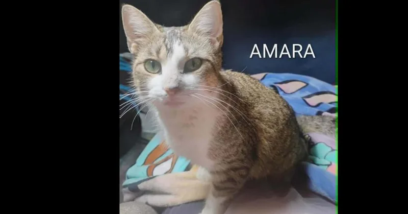 A baby small-sized female Domestic Short Hair cat named Amara for adoption in Groveland, MA
