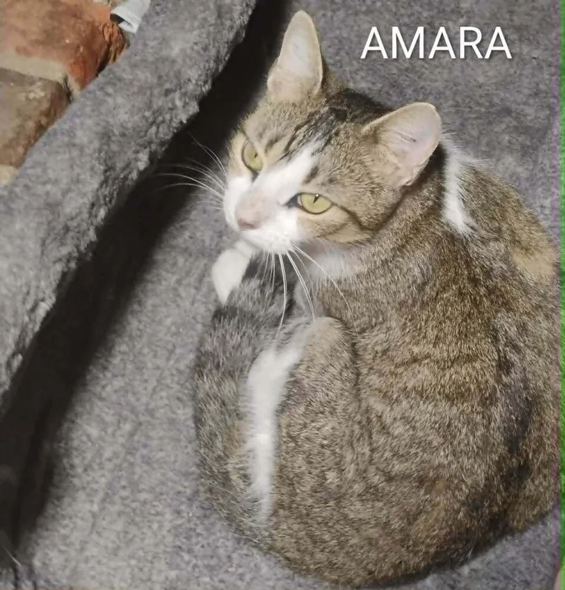Amara thumbnail 2
