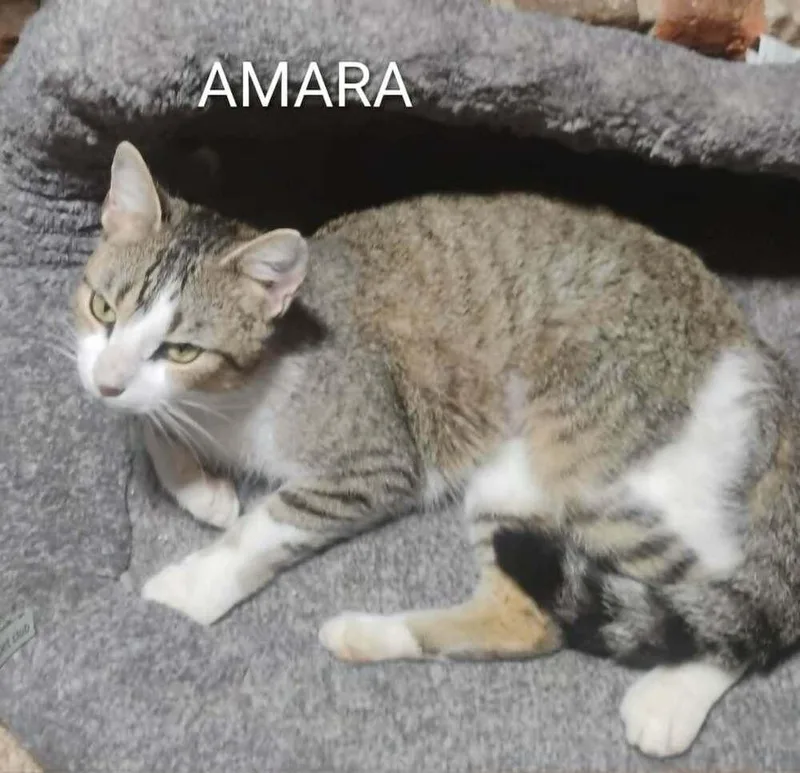 Amara thumbnail 3