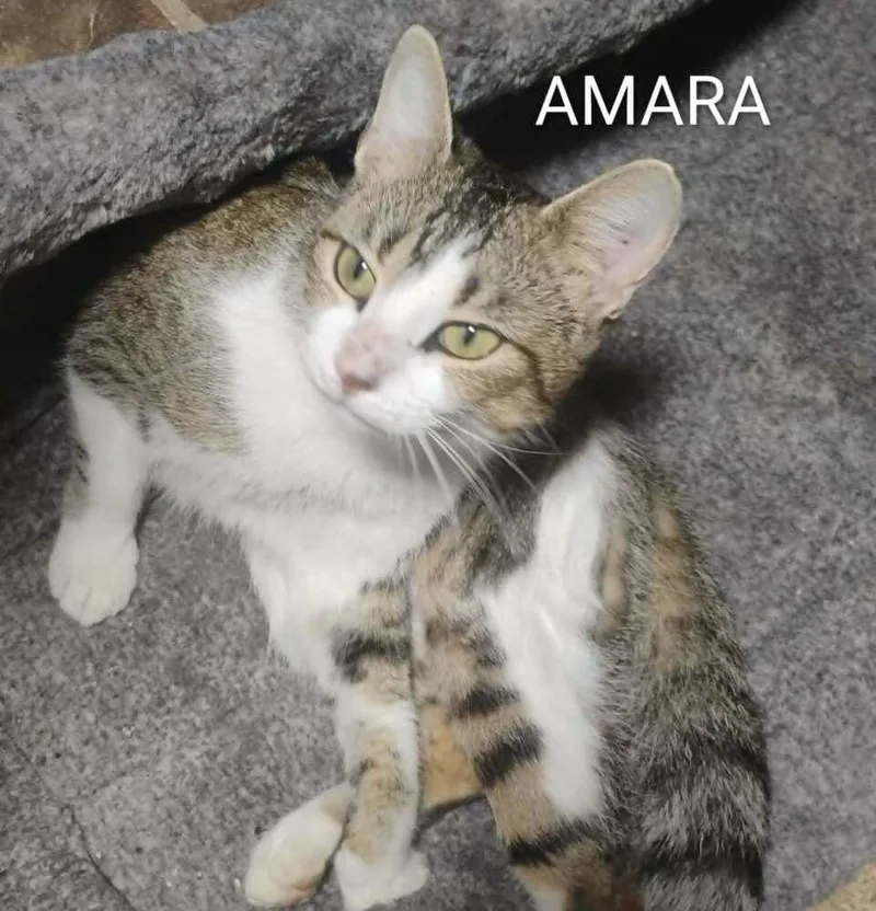 Amara thumbnail 4