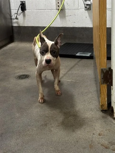 A baby medium-sized female Pit Bull Terrier dog named Erica for adoption in Upper Marlboro, MD