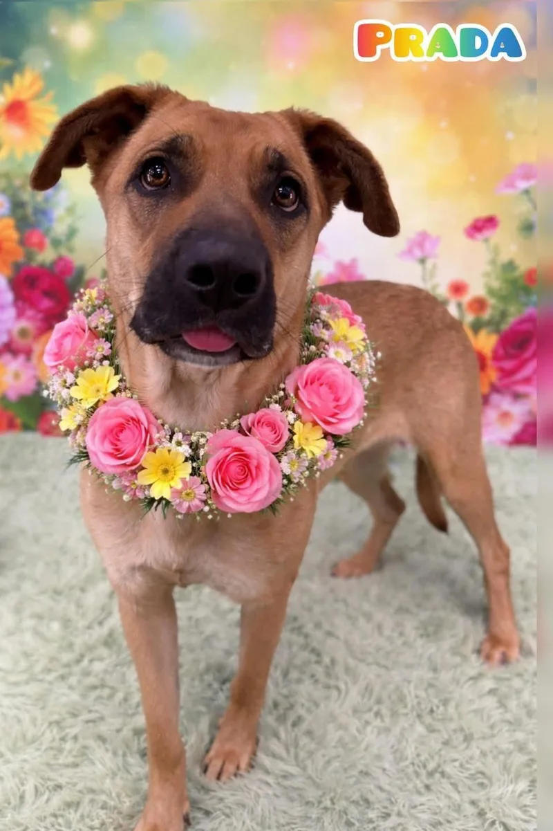 An adult large-sized female Yellow / Tan / Blond / Fawn Mixed Breed dog named Prada for adoption in Flint, MI