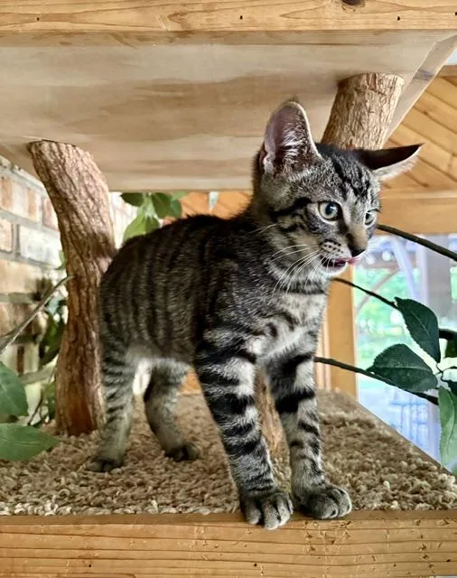 A baby medium-sized male Domestic Short Hair cat named "Buzz" Lightyear for adoption in Karns City, PA