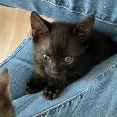 A baby small-sized female Domestic Short Hair cat named Purrito for adoption in Lake Panasoffkee, FL