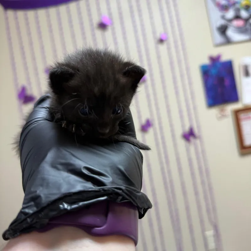 Purrito thumbnail 2