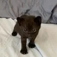 Purrito thumbnail 3