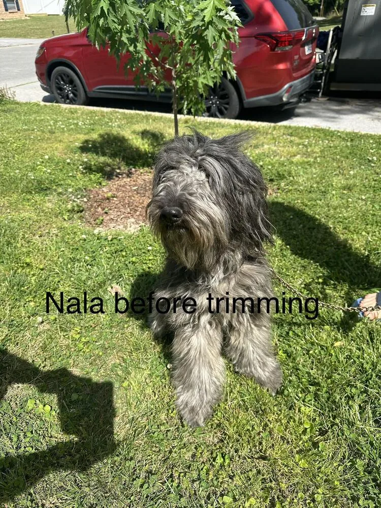 Nala