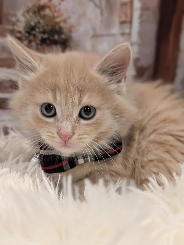 A baby small-sized male Domestic Long Hair cat named London for adoption in Fremont, CA