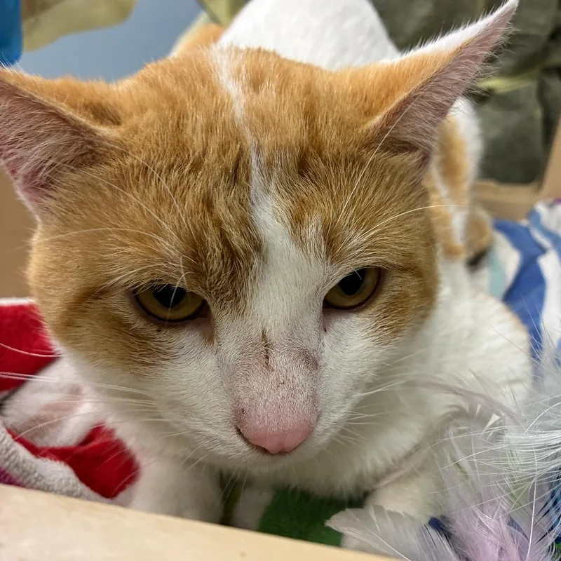 An adult large-sized male Orange / Red Domestic Short Hair cat named Ricardo for adoption in Oak Park, IL
