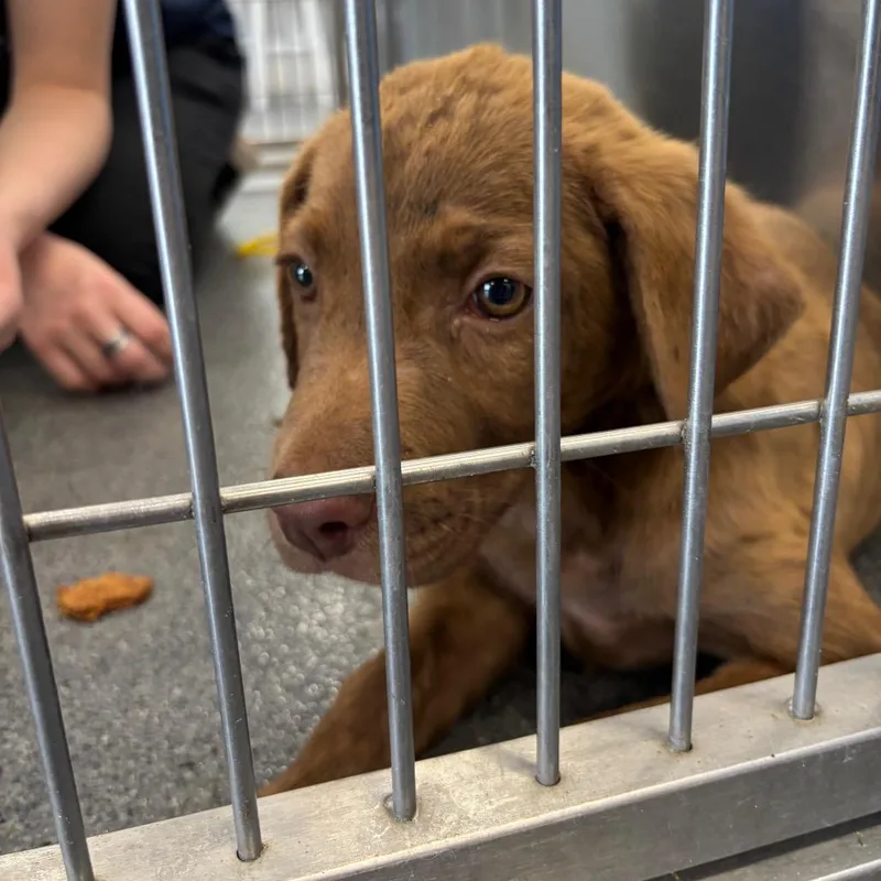 A baby small-sized female Brown / Chocolate Labrador Retriever dog named Merle for adoption in Montgomery, AL