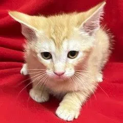 A baby medium-sized male Orange & White Tabby cat named Stanton for adoption in Green Valley, AZ