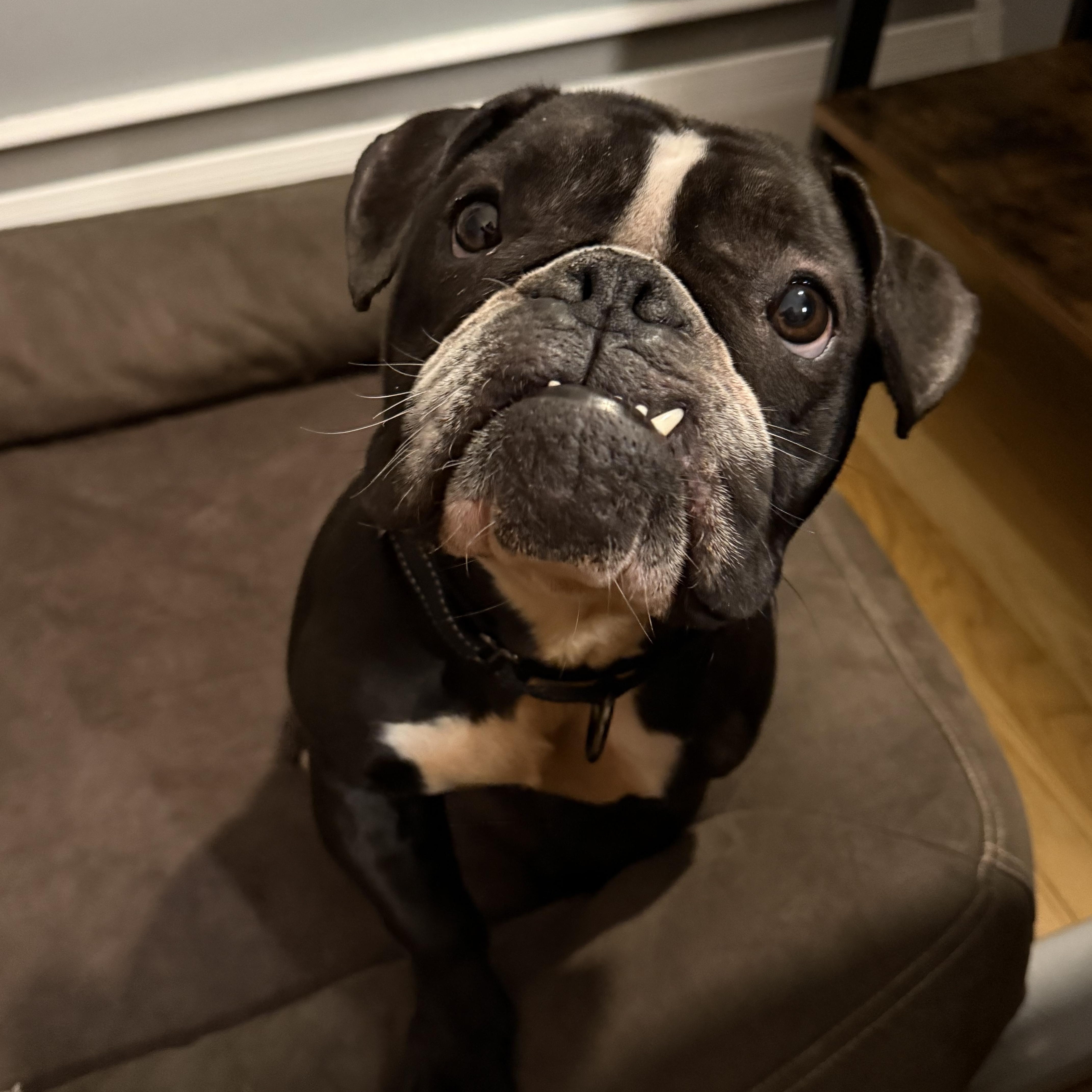 A young medium-sized female Black Boston Terrier dog named Pumpkin for adoption in Nutting Lake, MA