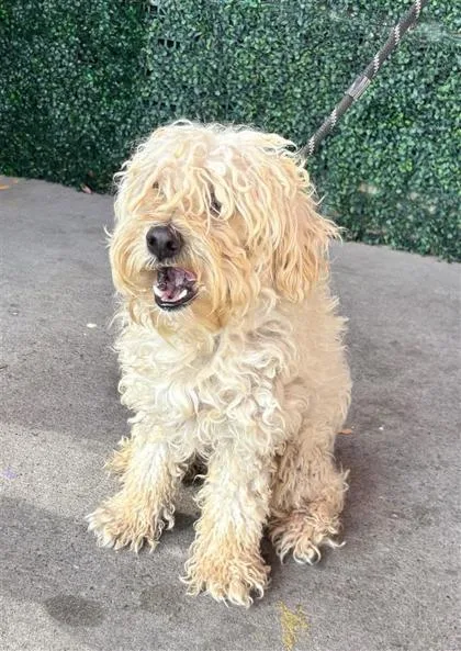 An adult medium-sized male Brown / Chocolate Maltese dog named Rex for adoption in El Paso, TX
