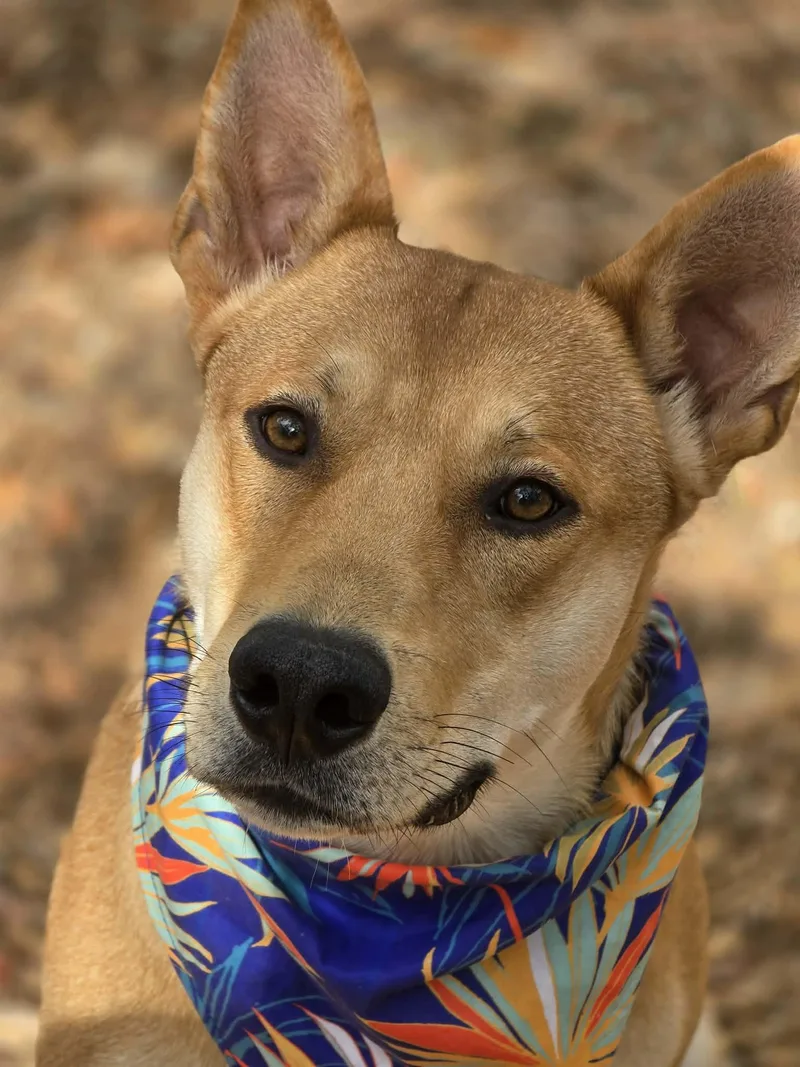 A young medium-sized male Yellow / Tan / Blond / Fawn Carolina Dog dog named Slim Shady for adoption in Grants Pass, OR