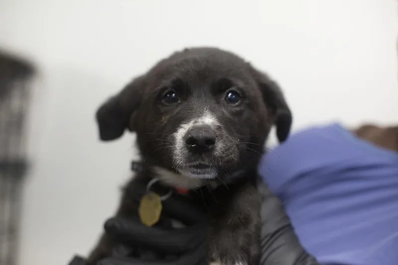 A baby medium-sized female Black Labrador Retriever dog named Thelma for adoption in Mountain Home, AR