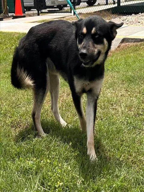 Kai