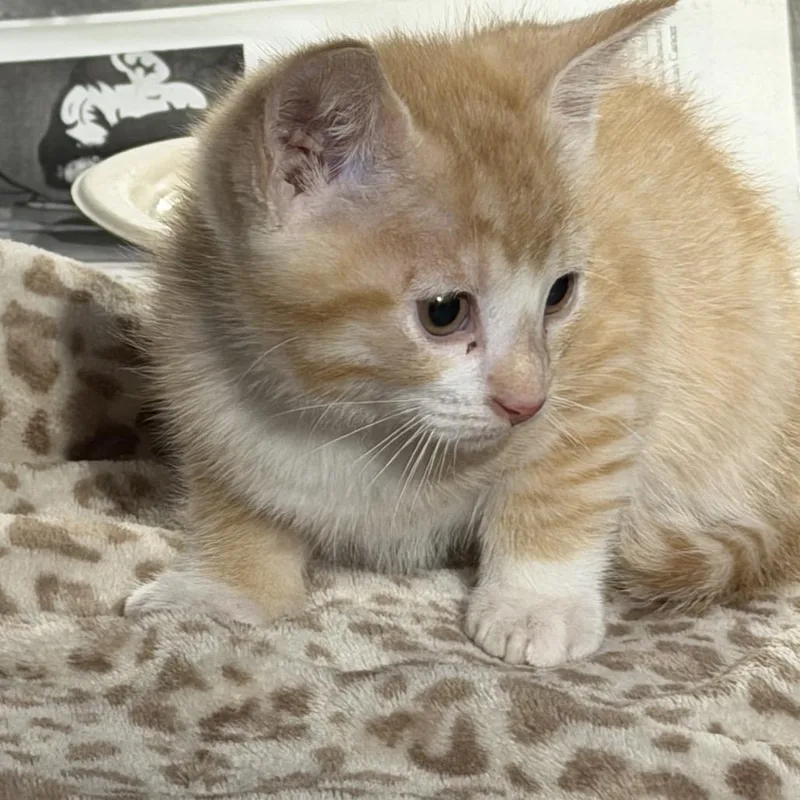 A baby small-sized male Orange / Red Domestic Short Hair cat named Tony for adoption in Pauls Valley, OK