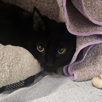 A senior small-sized male Domestic Short Hair cat named Leon for adoption in Scotia, NY