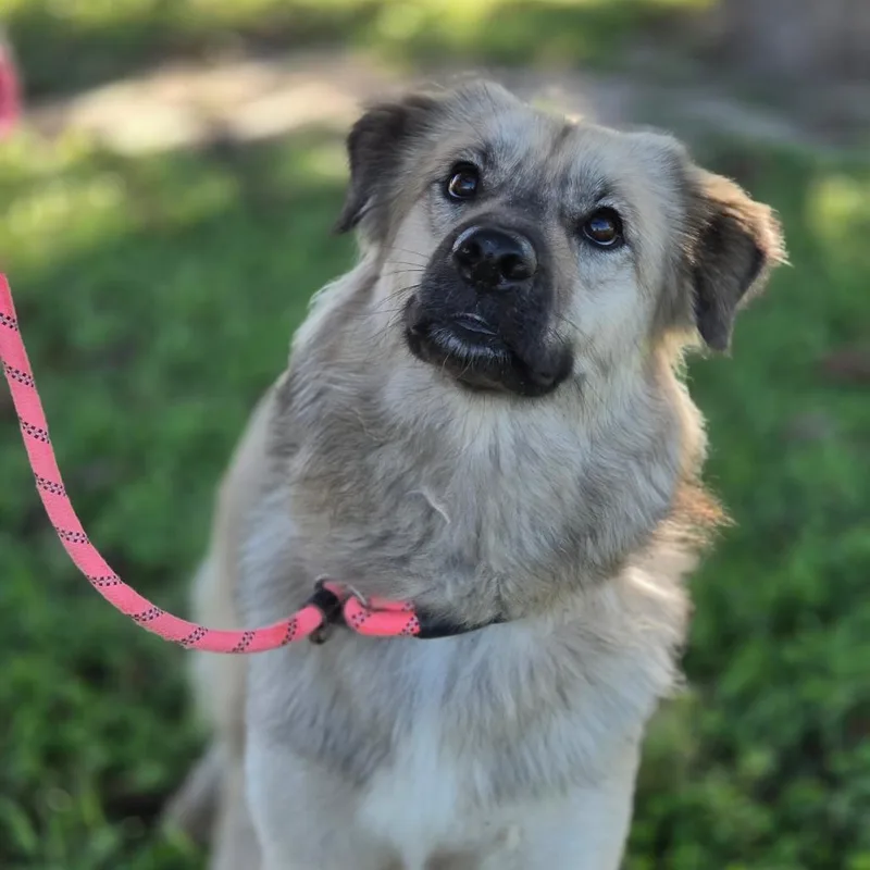 A young medium-sized female Apricot / Beige Mixed Breed dog named Ms. Fancy JuM for adoption in Austin, TX