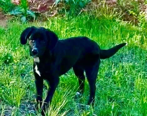A baby extra large-sized female Border Collie dog named Rika for adoption in North Syracuse, NY