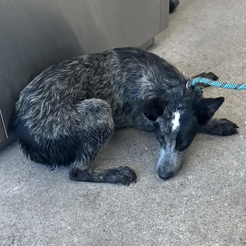 A young small-sized male Gray / Blue / Silver Mixed Breed dog named Snout for adoption in Las Cruces, NM